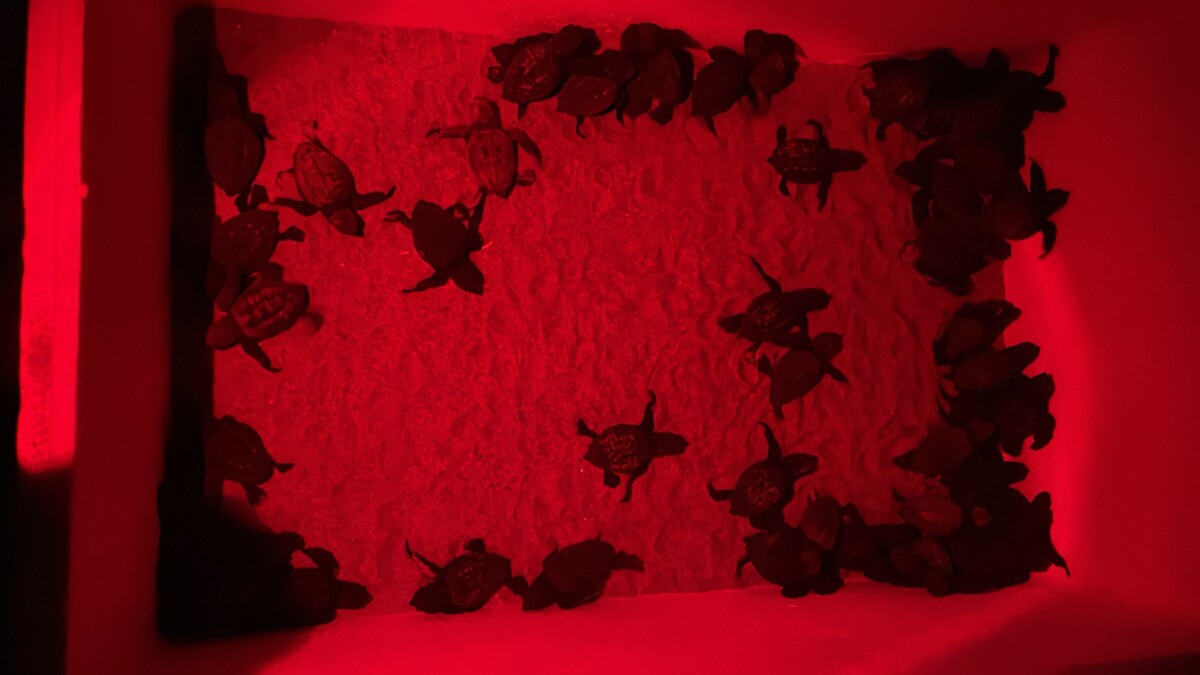 Tortugas marinas nacidas en la playa de La Punta de madrugada